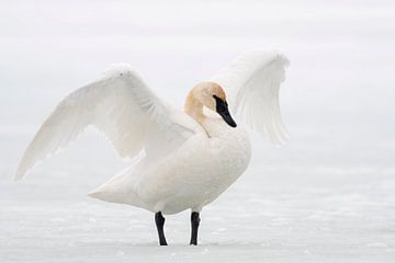 Trumpeter Swan ( Cygnus buccinator ) in winter, flapping its wings, USA van wunderbare Erde