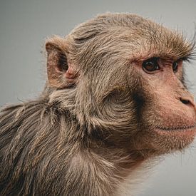 De wijze aap van Nepal van Eleven Monkeys
