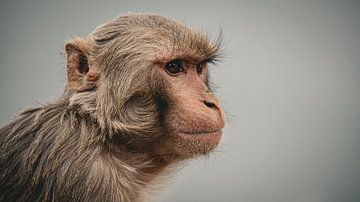 Le singe sage du Népal sur Eleven Monkeys