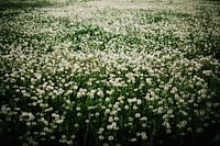 Pusteblumen