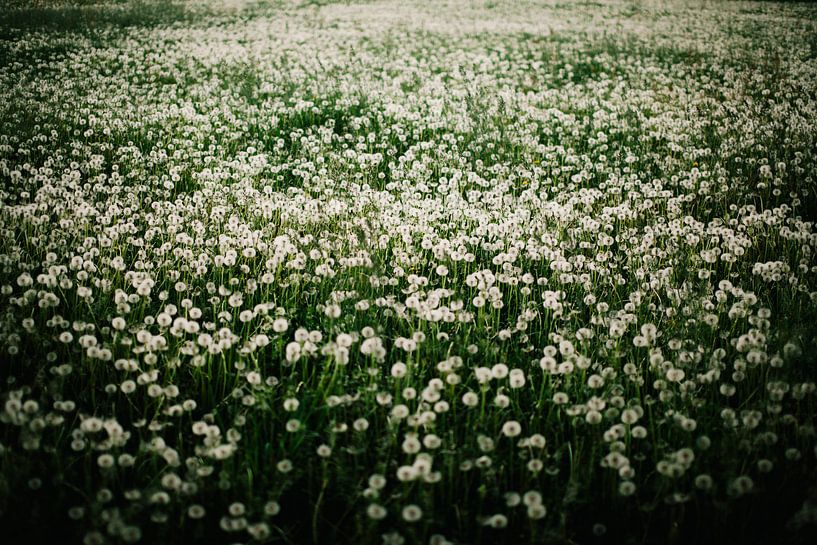 Pusteblumen van Sebastian Schimmel