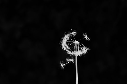 Uitgebloeide paardenbloem