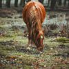 Cheval sauvage sur AciPhotography