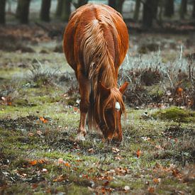 Wild horse by AciPhotography