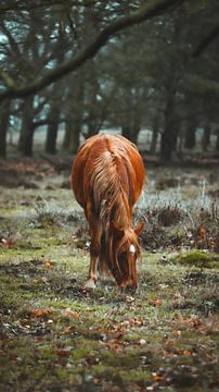 Wild paard van AciPhotography