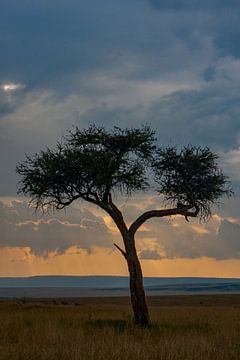 Mara boom van Peter Michel