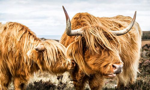 Highland cattle