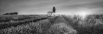 Champ de lavande en Provence au lever du soleil. Image en noir et blanc sur Manfred Voss, Schwarz-weiss Fotografie