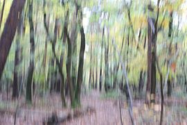 Mit ICM fotografierte Bäume