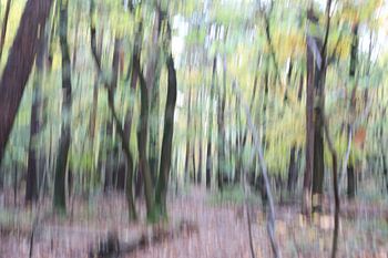 Mit ICM fotografierte Bäume