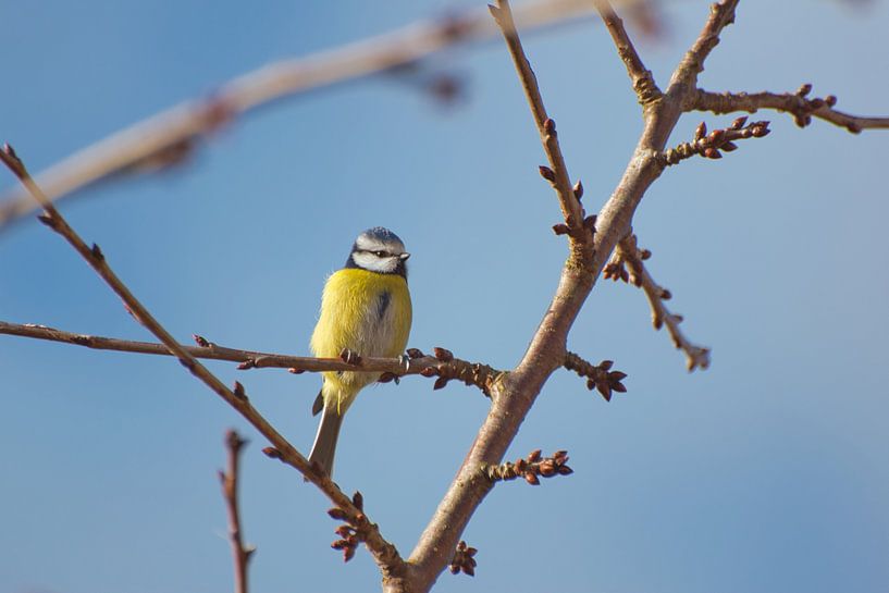 Mésange bleue dans un poirier par Miny'S
