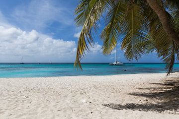 Een mooi paradijs strand met palmboom op de voorgrond van Aruba Paradise Photos