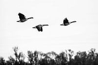 Drei Vögel im Flug: Freedom High