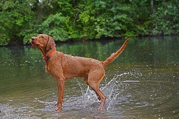 Jeux d'eau au bord d'un lac avec un chien brun Magyar Vizsla Drahthaar .