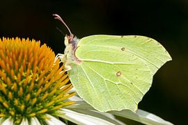 Macro van een Citroenvlinder Vlinder van ManfredFotos