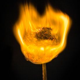 Burning Dandelion 1 von Liane Boddaert