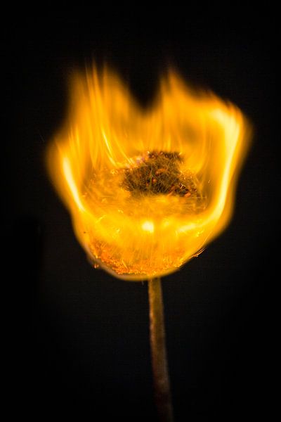 Burning Dandelion 1 van Liane Boddaert