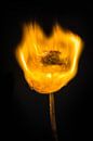 Burning Dandelion 1 van Liane Boddaert thumbnail