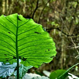 Reuzeblad in het bos van het Atlantische Bos in Paraná (Brazilië). sur J. van Schothorst