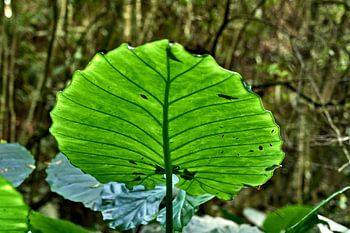 Reuzeblad in het bos van het Atlantische Bos in Paraná (Brazilië).