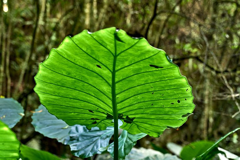 Reuzeblad in het bos van het Atlantische Bos in Paraná (Brazilië). van J. van Schothorst