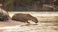 Drinking jaguar