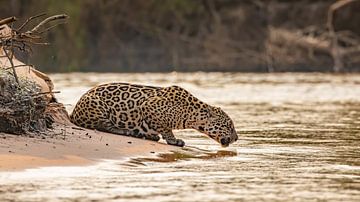 Drinkende jaguar van Hillebrand Breuker