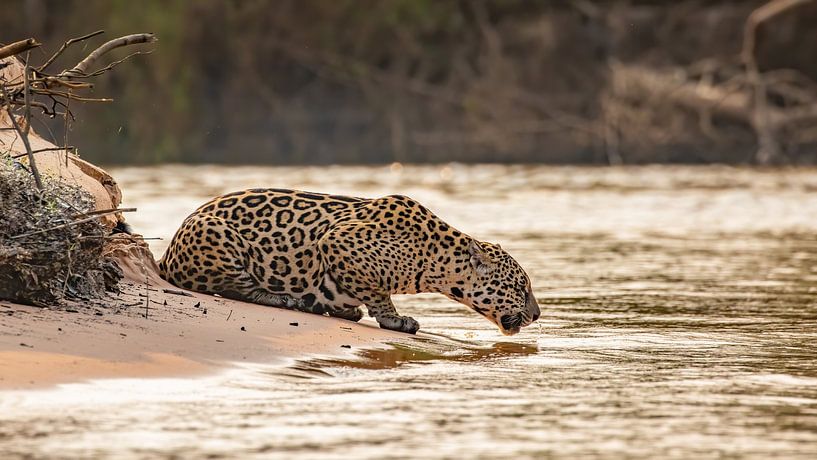 Trinkender Jaguar von Hillebrand Breuker
