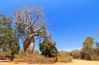 Baobab Amoureux Madagaskar von Dennis van de Water Miniaturansicht