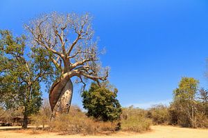 Baobab Amoureux Madagaskar