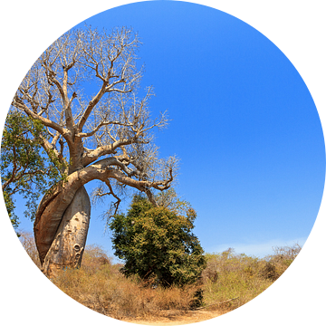 Baobab Amoureux Madagaskar van Dennis van de Water