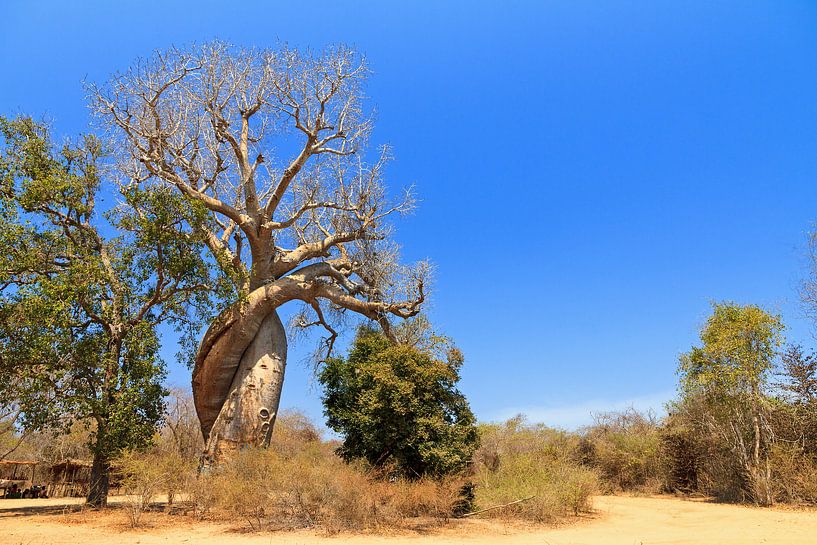 Baobab Amoureux Madagaskar von Dennis van de Water