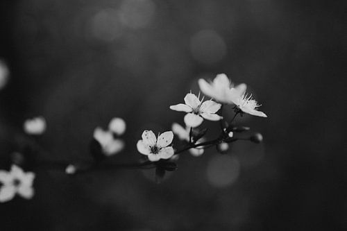 Frühlingsblüte Schwarz-Weiß