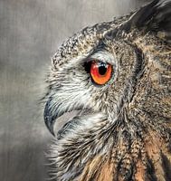 night bird