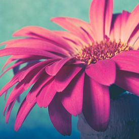 Gerbera von Lavieren Photography