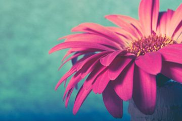 Gerbera by Lavieren Photography