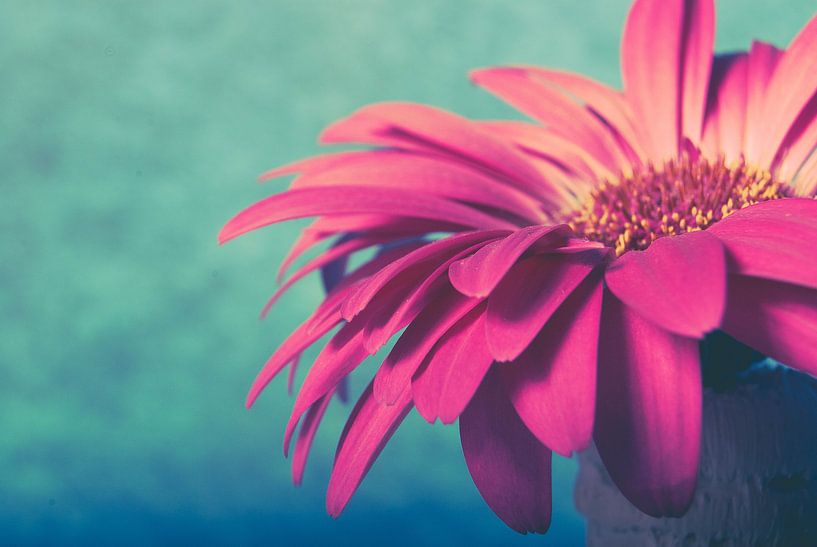 Gerbera van Lavieren Photography