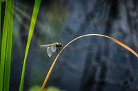 Libelle op rietstengel bij de poind