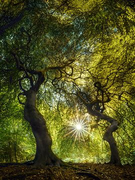 Bos met oude bomen onder een gloeiend bladerdak van Voss Fine Art Fotografie