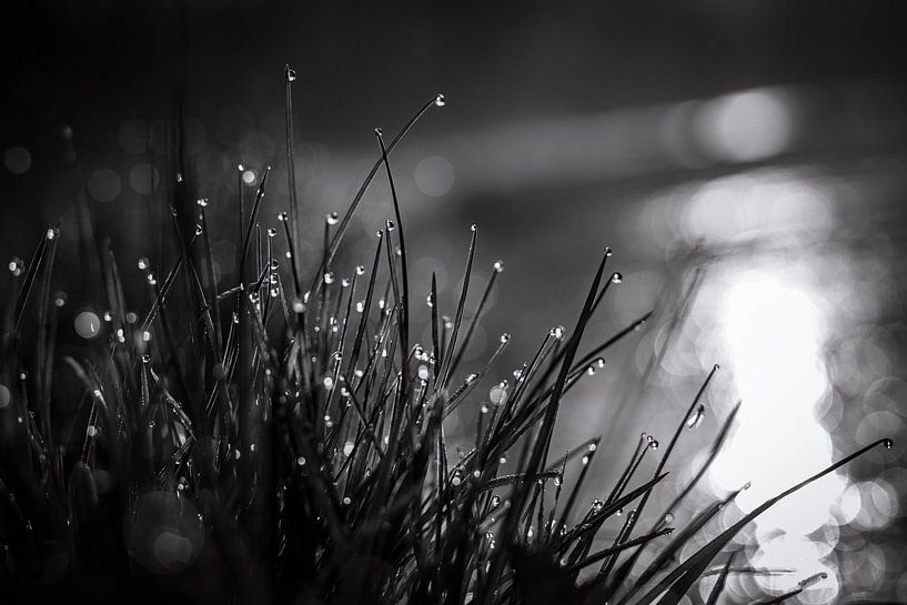 drops in black and white by Jeannette Fotografie