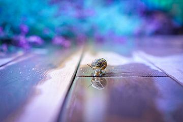 Snail in the mirror by Andrea Pijl - Pictures
