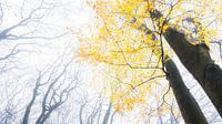 Herfst van Loulou Beavers thumbnail