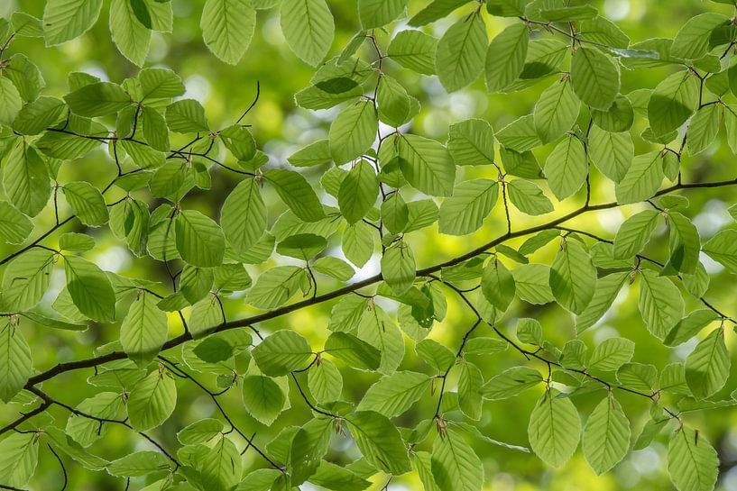 Spring leaves mint green by Marco Liberto