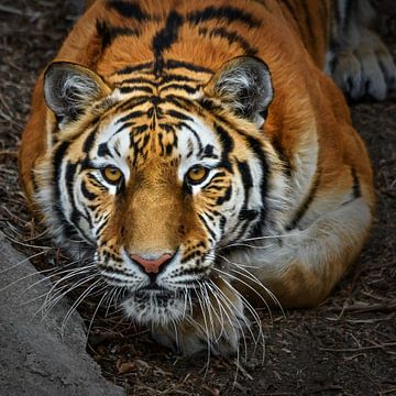 Close-up van een  alerte Siberische tijger van Chihong