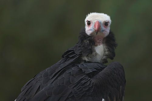 Witkopgier (Trigonoceps occipitalis)