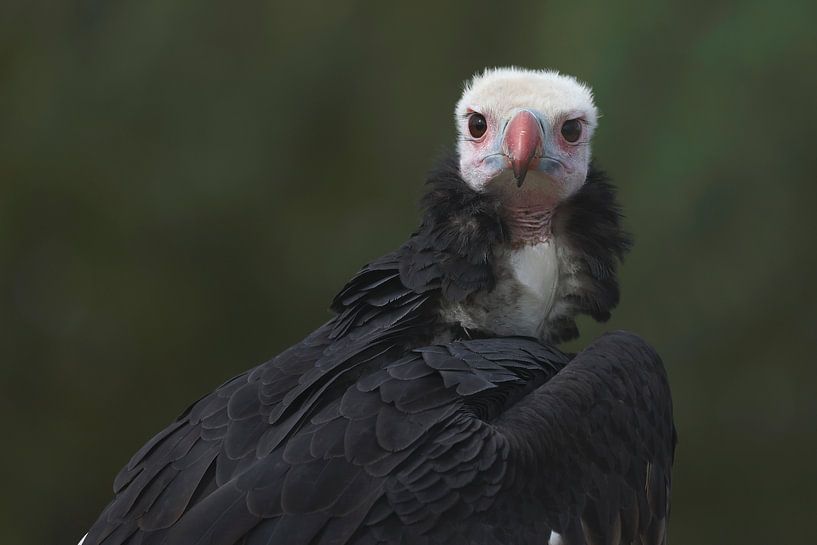White-headed Vulture (Trigonoceps occipitalis) by Ronald Pol