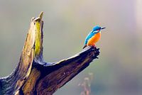 Kingfisher on dead branch of tree