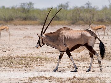 The Oryx gazelle in Etosha by Willemijn Wolthaus