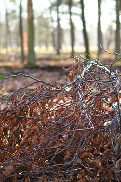 Kreupelhout in het winterbos van rene marcel originals