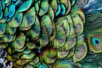 peacock pattern